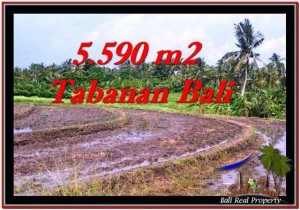 LAND FOR SALE IN Tabanan Selemadeg BALI TJTB257